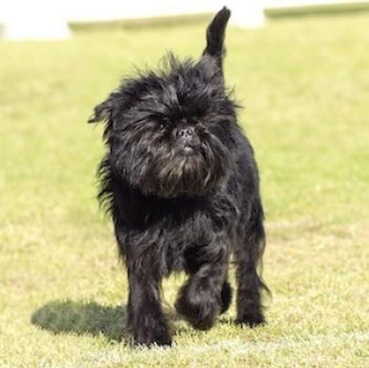 Adopcja affenpinschera