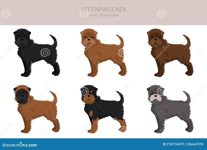 Affenpinscher temperament