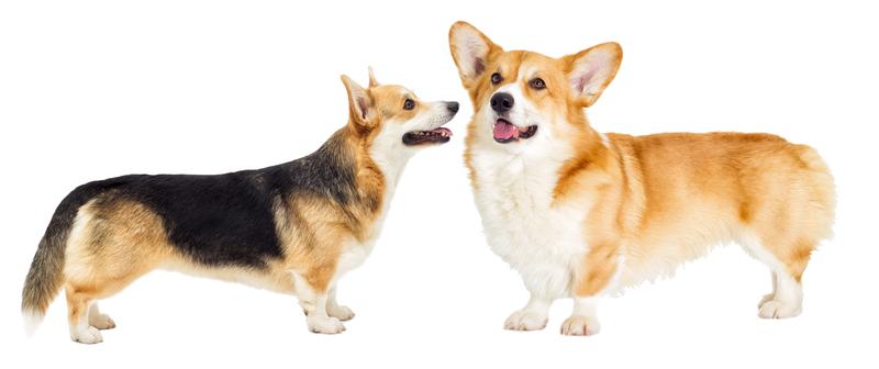 Cardigan welsh corgi