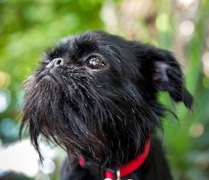 Charakterystyka affenpinschera