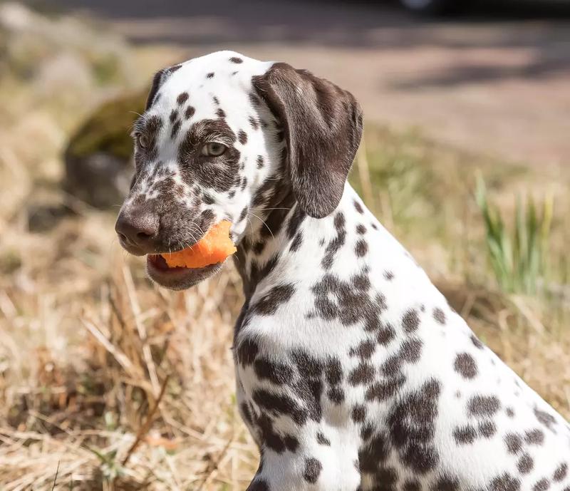 Charakterystyka dalmatyńczyków