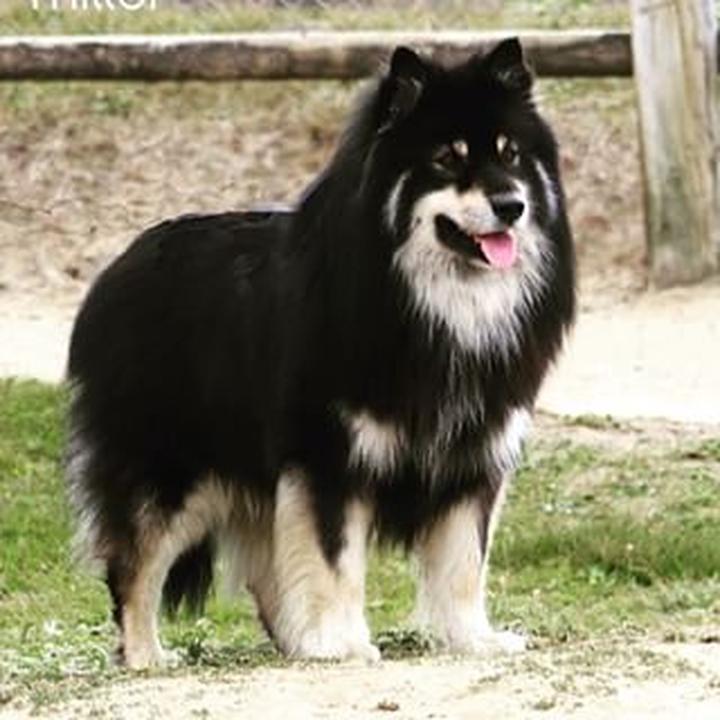 Charakterystyka finnish lapphund