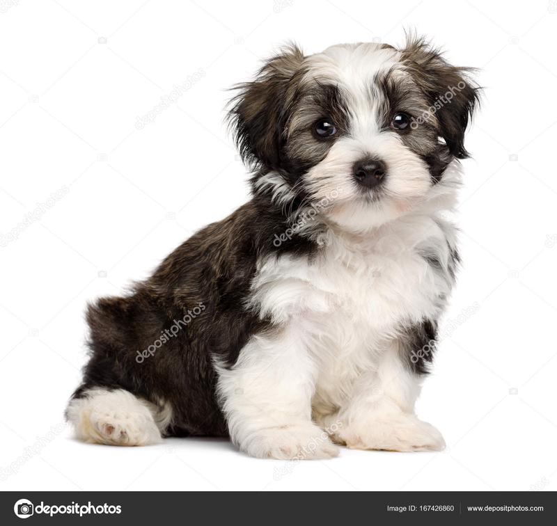 Charakterystyka rasy havanese