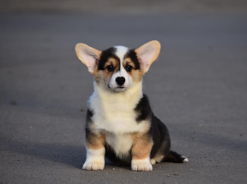 Charakterystyka rasy psów