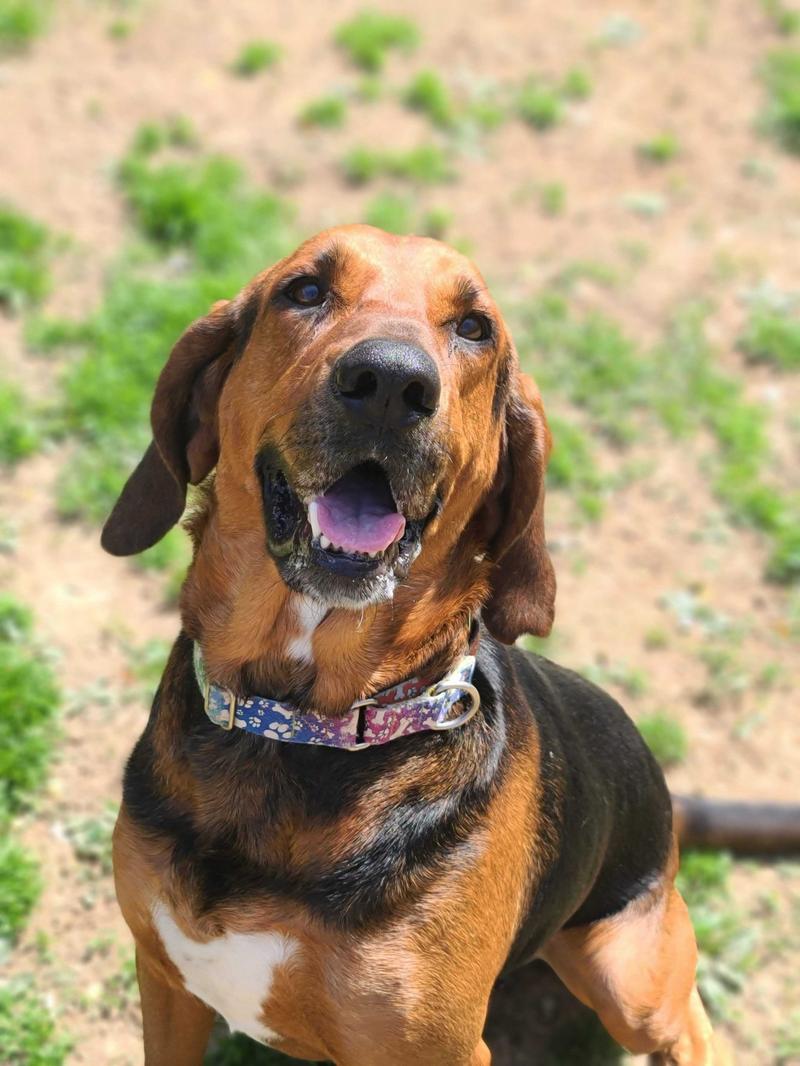 Coonhound cechy fizyczne