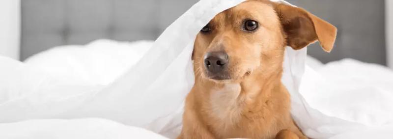 Diagnoza krzywicy u psa