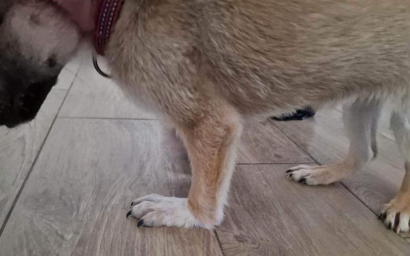 Dieta a krzywica u psa