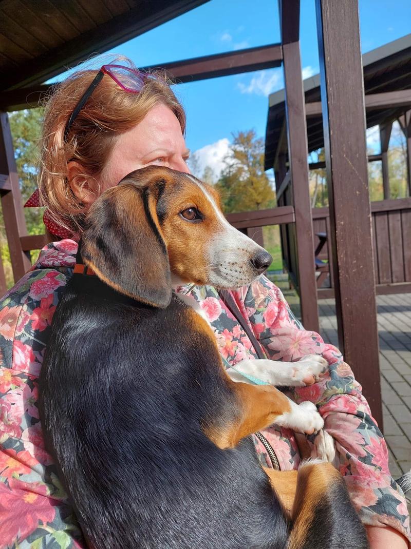 Historia rasy goncz hamiltona