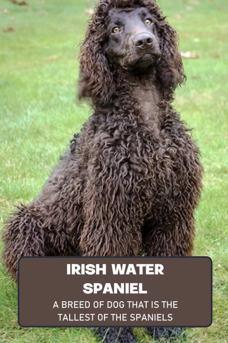 Irish Water Spaniel cechy