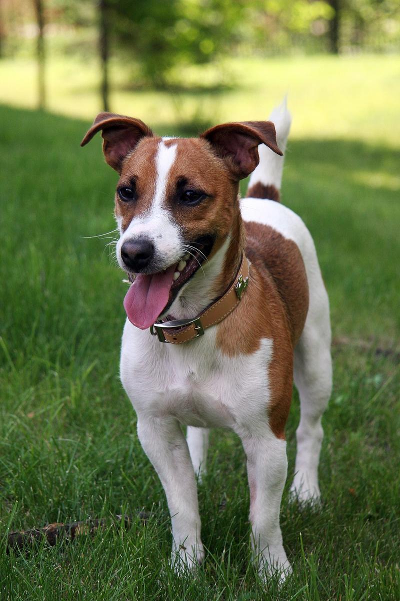Jack russell terrier charakterystyka