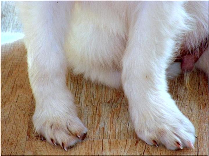 Leczenie krzywicy u psów