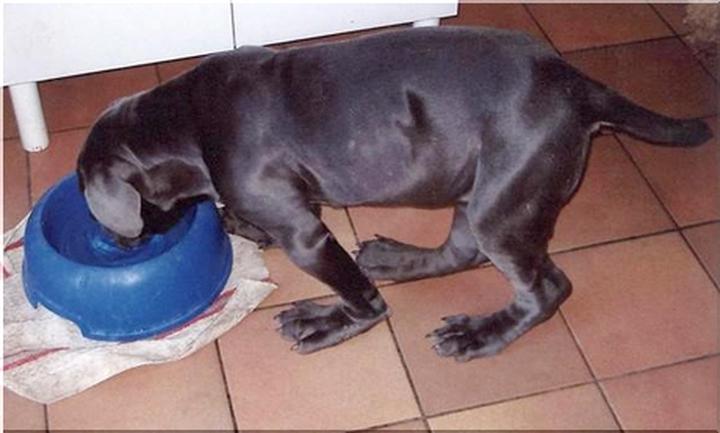 Objawy krzywicy u psa