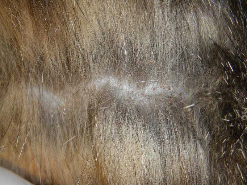 Ochrona psów przed wszy