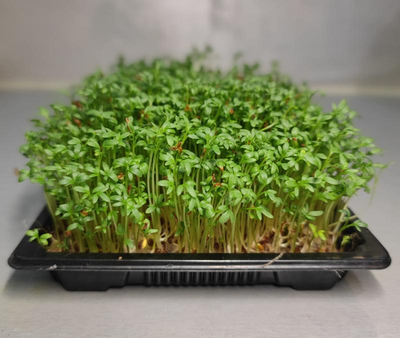 Odżywianie małych gryzoni