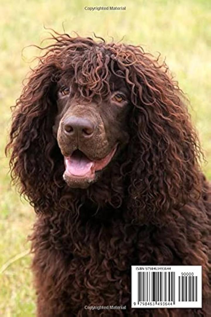 Pielęgnacja Irish Water Spaniel