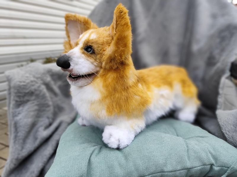 Pielęgnacja i zdrowie psów