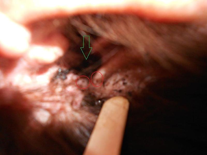 Przyczyny wydzieliny u psa