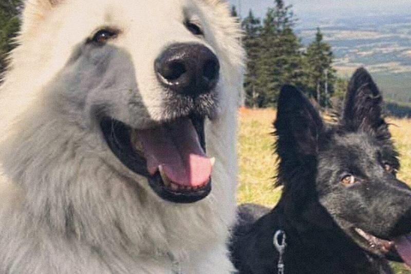 Psie zachowanie i język