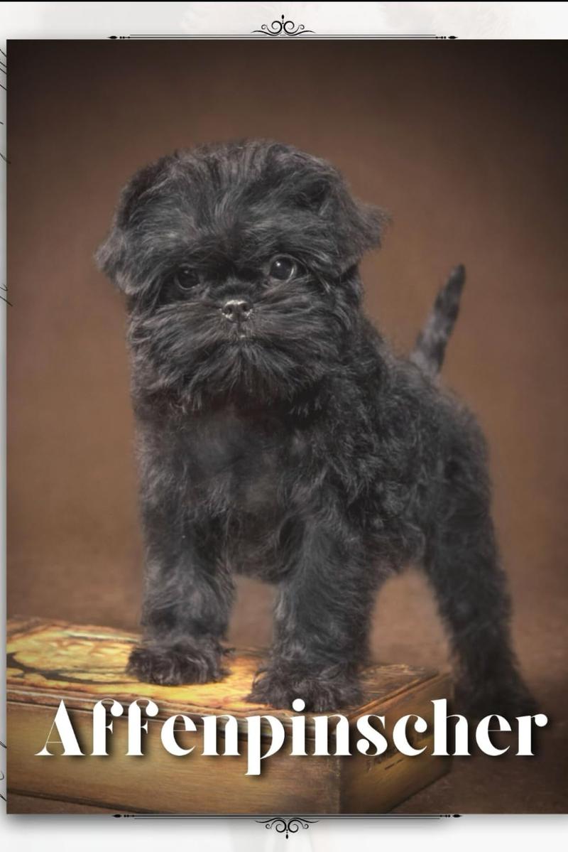 Rasa affenpinscher