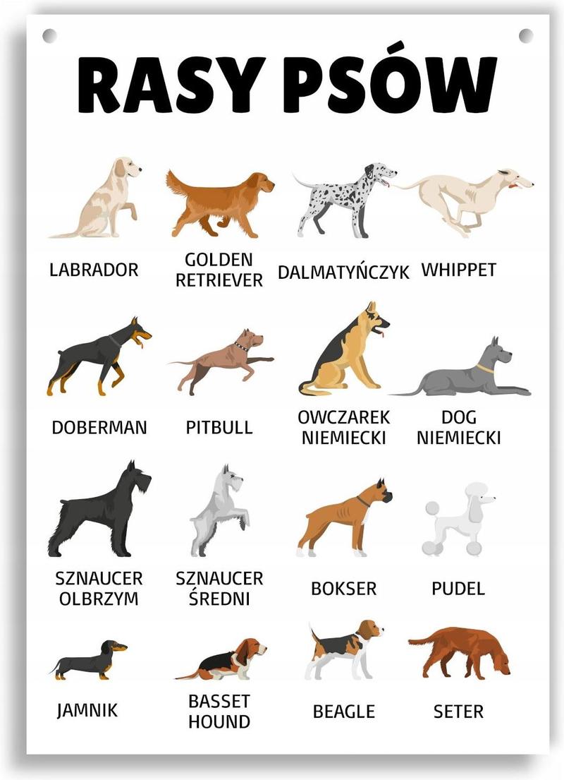 Rozpoznawanie płci szczeniaka