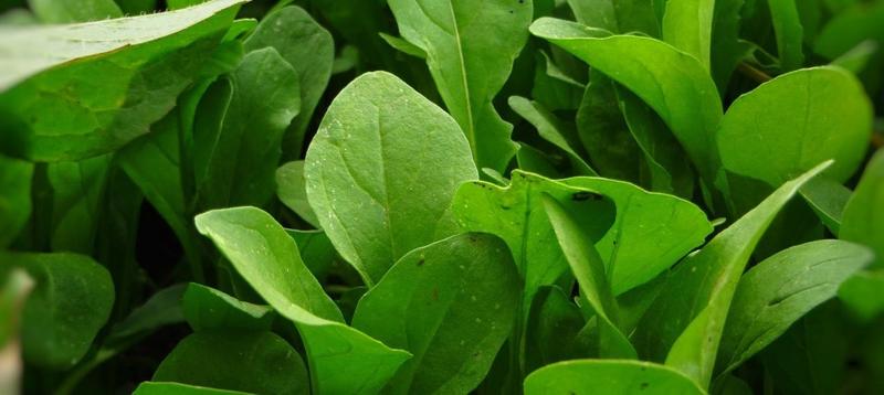 Rukola dla chomików