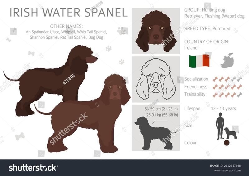 Temperament Irish Water Spaniel