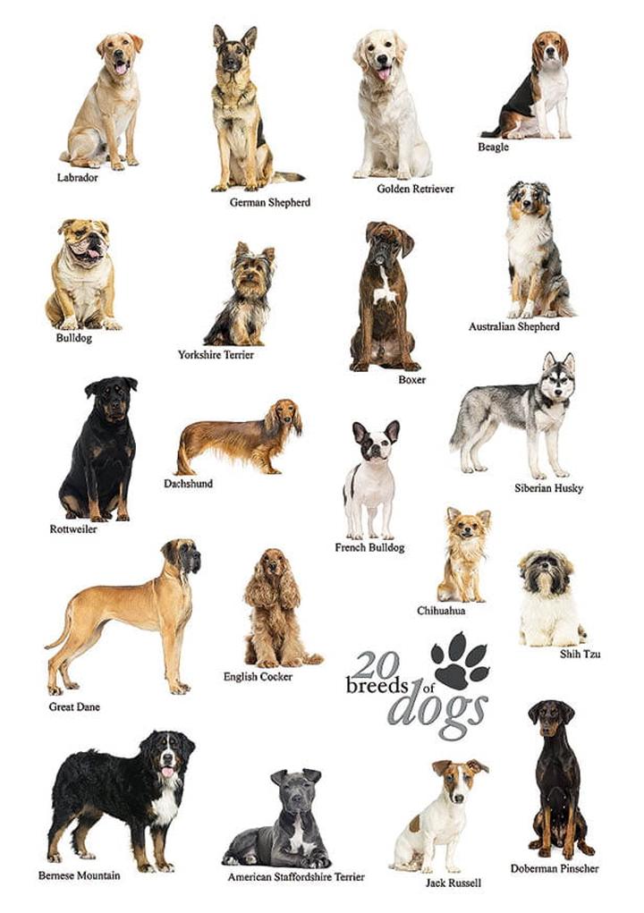 Zachowanie szczeniaka a płeć