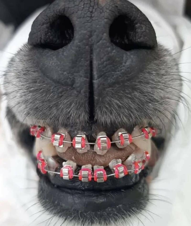 Zakup i aplikacja aparatu