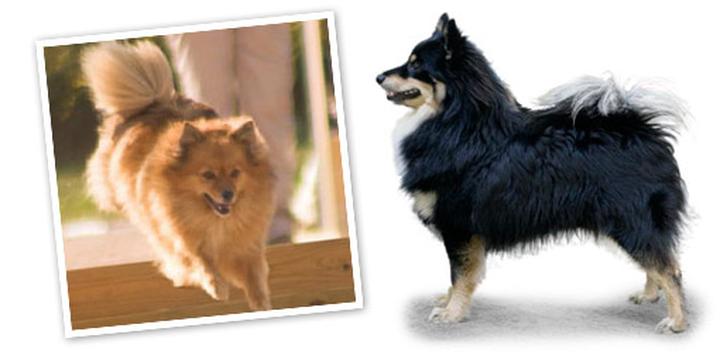 Zalety i wady finnish lapphund