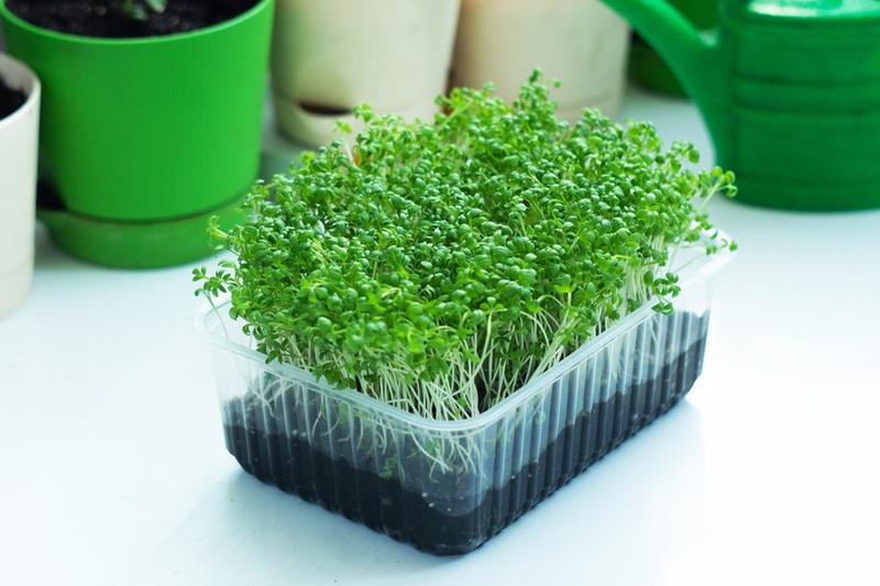 Zdrowa dieta dla chomika