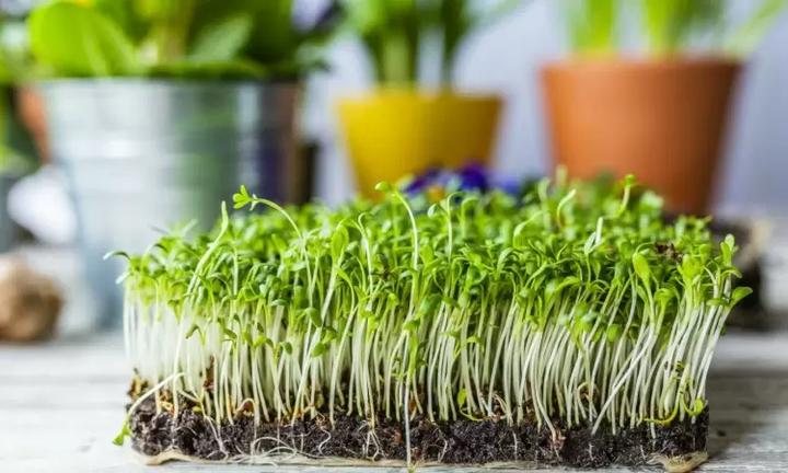 Czy chomiki mogą się delektować rzeżuchem? Odkryj prawdę!