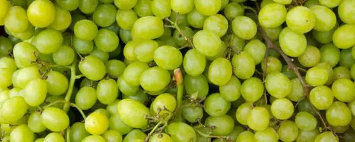 Czy winogrona są bezpieczne dla psów? Dowiedz się o ich szkodliwości!