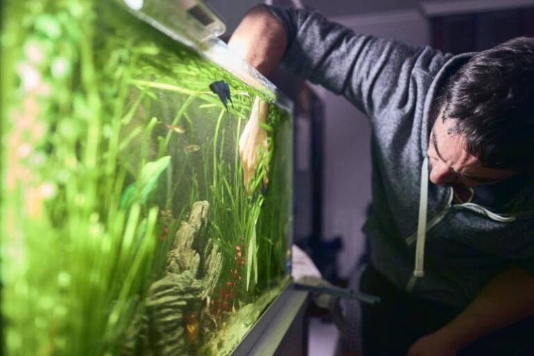 Czyszczenie akwarium: O czym warto pamiętać, by utrzymać ryby w zdrowiu
