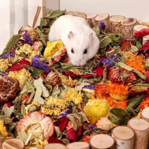 Gdzie żyją chomiki? Odkryj ich naturalne środowiska poza sklepami zoologicznymi!