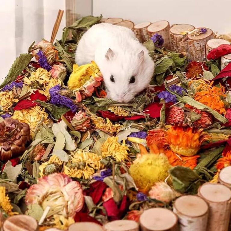 Gdzie żyją chomiki? Odkryj ich naturalne środowiska poza sklepami zoologicznymi!