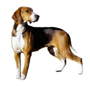 Goncz hamiltona: poznaj fascynujące fakty o tej wyjątkowej rasie