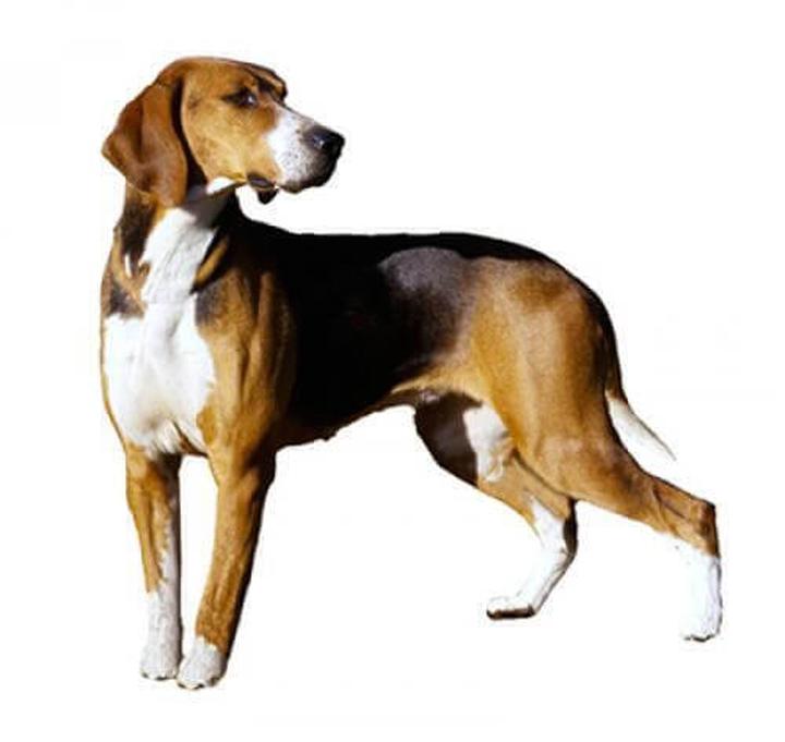 Goncz hamiltona: poznaj fascynujące fakty o tej wyjątkowej rasie