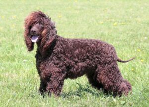 Irish Water Spaniel – Fascynująca rasy charakterystyka i opis jej unikalnych cech