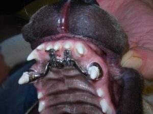 Jak aparat ortodontyczny dla psa może pomóc wyleczyć psi zgryz?