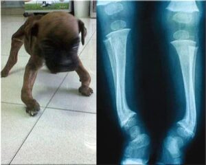 Jak rozpoznać objawy krzywicy łap u psa i skutecznie je leczyć?