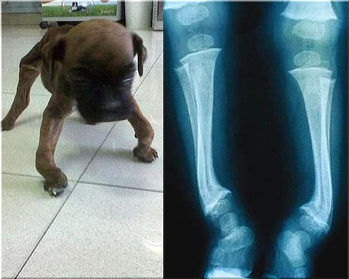 Jak rozpoznać objawy krzywicy łap u psa i skutecznie je leczyć?