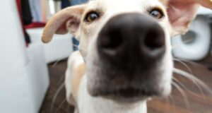 Krwawienie z nosa u psa – najważniejsze przyczyny, objawy i sposoby leczenia