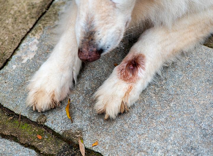 Muszyca u psa – jak ukryte zagrożenie czyha w cieniu?