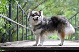 Odkryj niezwykłą osobowość: charakterystyka i opis rasy finnish lapphund