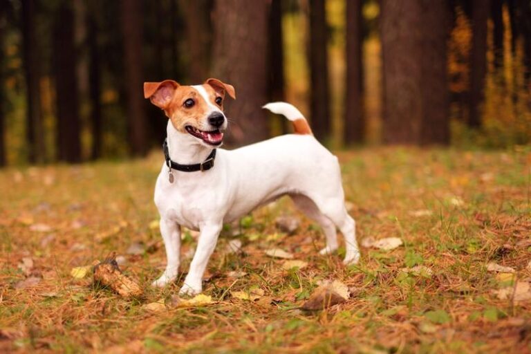 Odkryj wyjątkowy świat jack russell terriera – charakterystyka i opis rasy