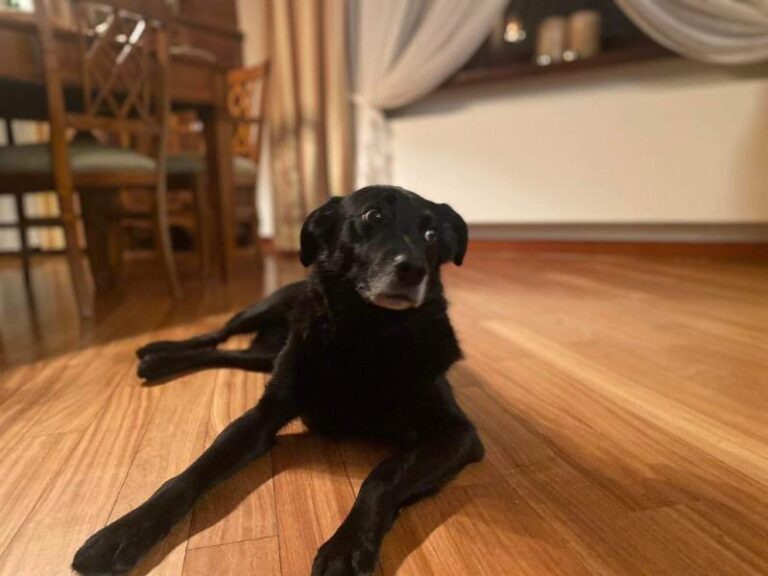 Odkrywamy przyczyny: Dlaczego Twój pies ucieka z posesji?