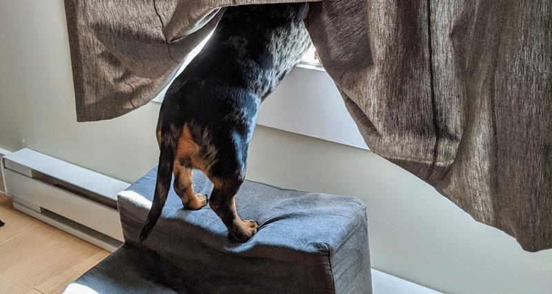 Pierwsze oznaki raka odbytu u psa – kluczowe informacje dla skutecznego leczenia