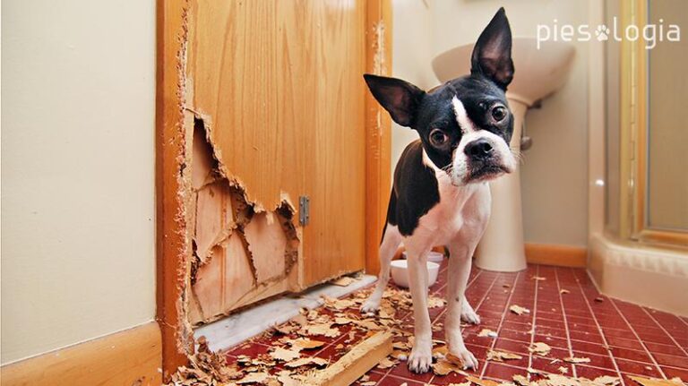 Sekrety leku separacyjnego u psa: mit czy rzeczywistość?