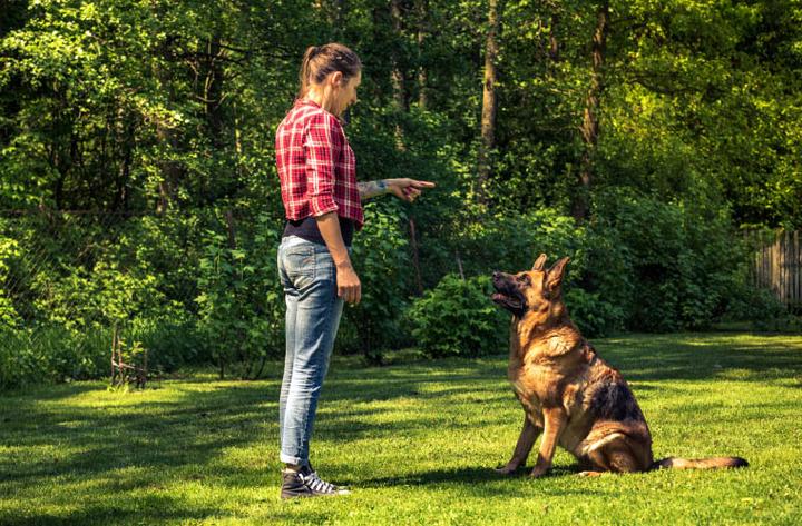 Sekrety skutecznego uczenia psa, jak przynieść ulubioną zabawkę