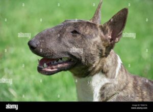 Urok i osobowość miniature bull terriera: wszystko, co warto wiedzieć o tej rasie
